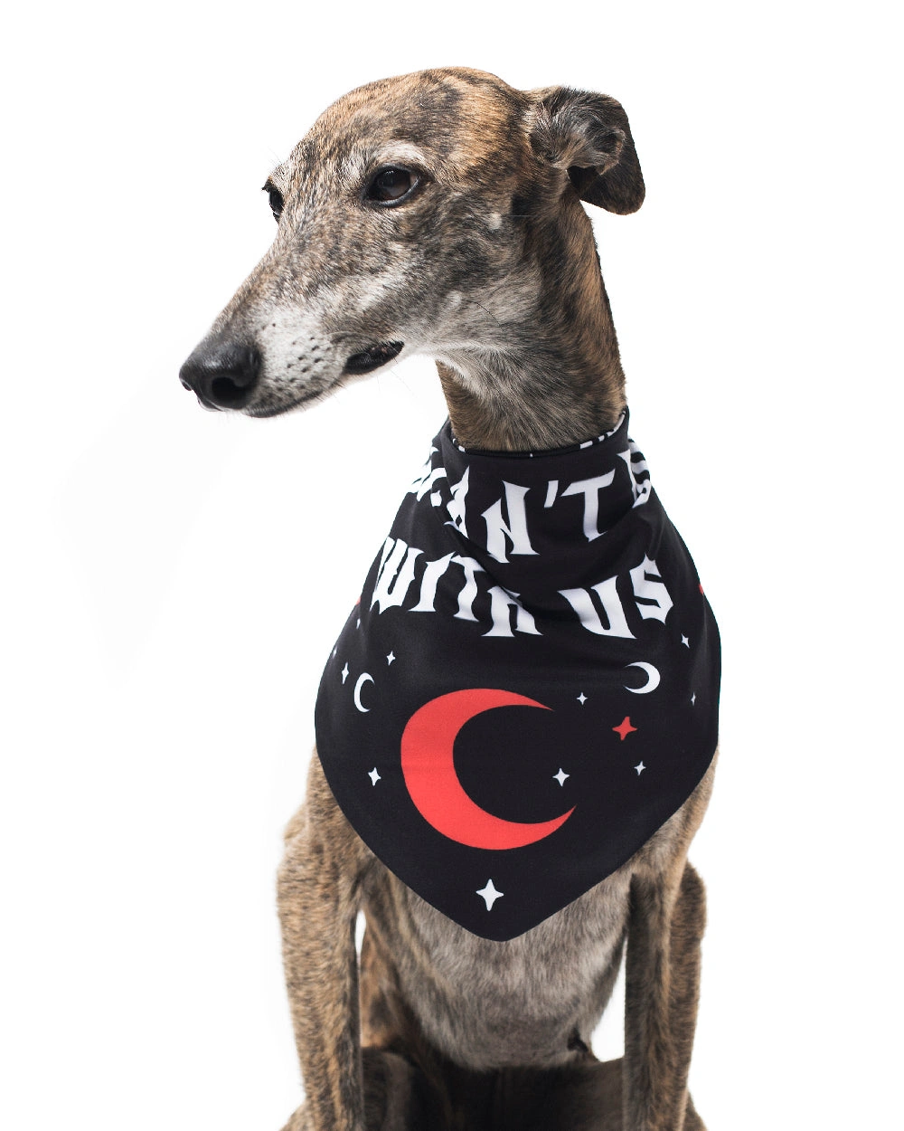 ¡No Excaves! Bandana para Perros o Gatos - ¡Estilo y Diversión Asegurados!